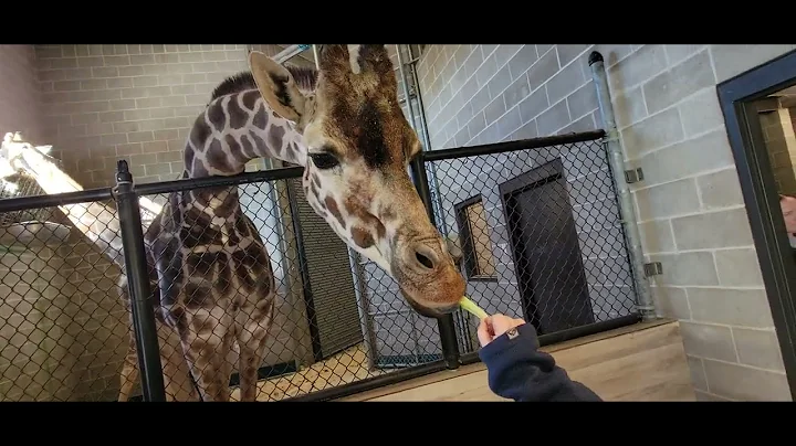 Feeding Zuri the Giraffe NEW Zoo Suamico, WI 2-3-24