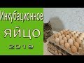 Инкубационное яйцо 2019 года. Продажа инкубационного яйца