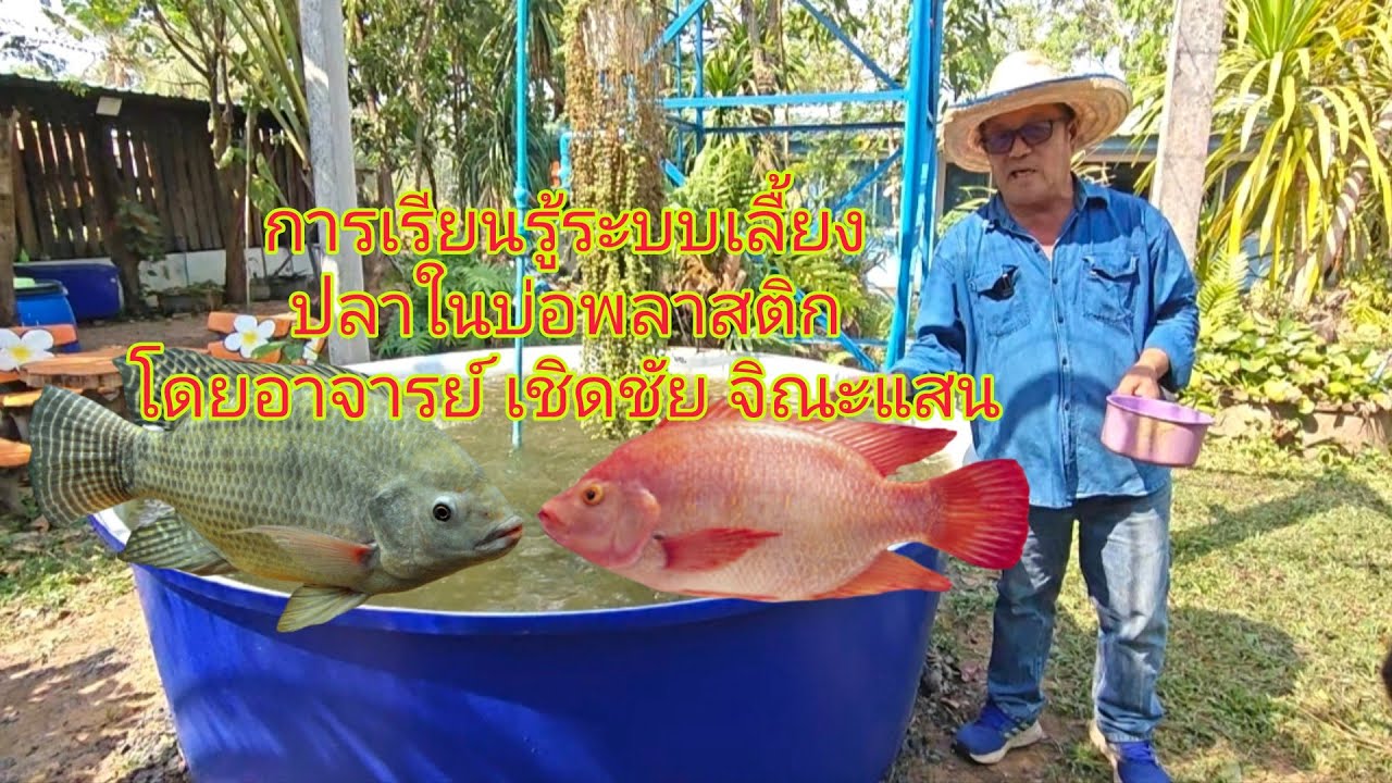 ระบบเลื้ยงปลาในบ่อพลาสติกเป็นระบบภูมิปัญญาชาวบ้านกับเทคโนโลยี #ปลาชะโอนลันล้า #บ่าวพงเพื่อนเกษตร