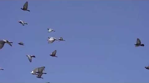القارئ / محمود دراهم ..سورة الأعلي ..مسجد الإمام مالك ببورسعيد