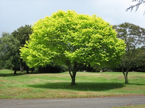 Misleading Thumbnail (Tree)