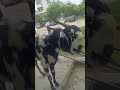 Bakra-Eid especial   Booo booo booo