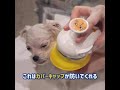 【ペット用シャワーヘッド】犬生４か月の最大危機！