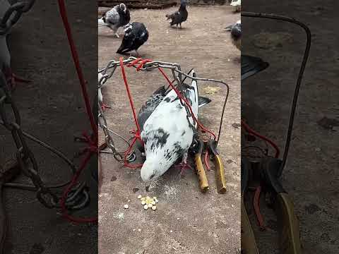 #pigeon #trap
