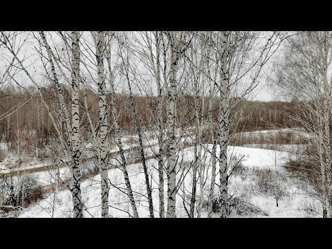 В лес за чагой! На березу за лекарством.