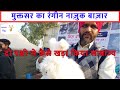 Latest Pets Birds Animal Market In Punjab India -fancy Pigeons, Cock, Dog, Birds Rabbit  For Sale