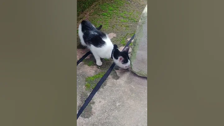 Watch the video about Cat walk and forest relaxing sound is a bit #cats #kitten #funnycat