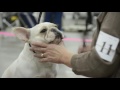 Sights and sounds of the 2015 Old Fort Cluster Dog Shows