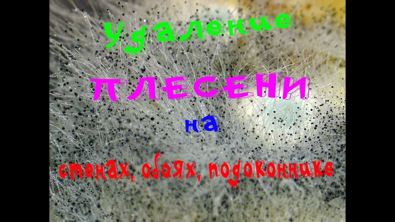 Димон VS Плесень (удаление плесени на окнах, стенах, обоях) # ...