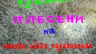 видео Плесень стен (mold on walls). Чем вывести навсегда.