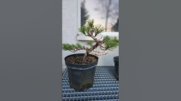 Instant Bonsai from nursery pine🌲 #mugo #timelapse #howto #diy #wire #bend #prune #fyp #fy #viral