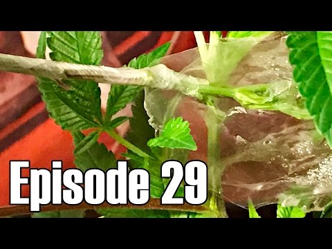 Quick Cannabis Grafts - YouTube