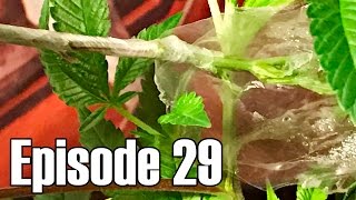 First Attempt Grafting Cannabis - Episode 29