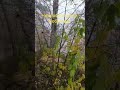 беспощадный бобёр