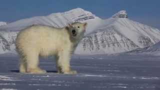 WWF-Canon Svalbardexpedition 2014