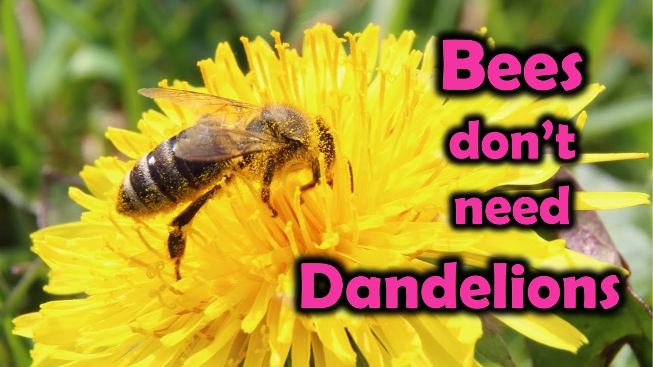 Dandelions are NOT the First Food for Bees