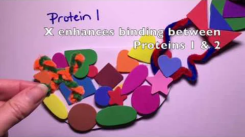 Protein dynamics help explain protein behavior