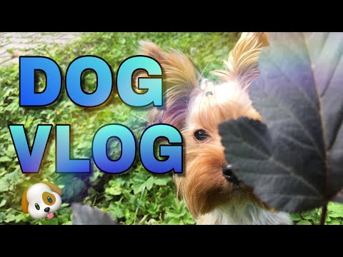 DOG VLOG:лакомства,прогулка.Йоркширский терьер.Dzhastin York.💖🐶