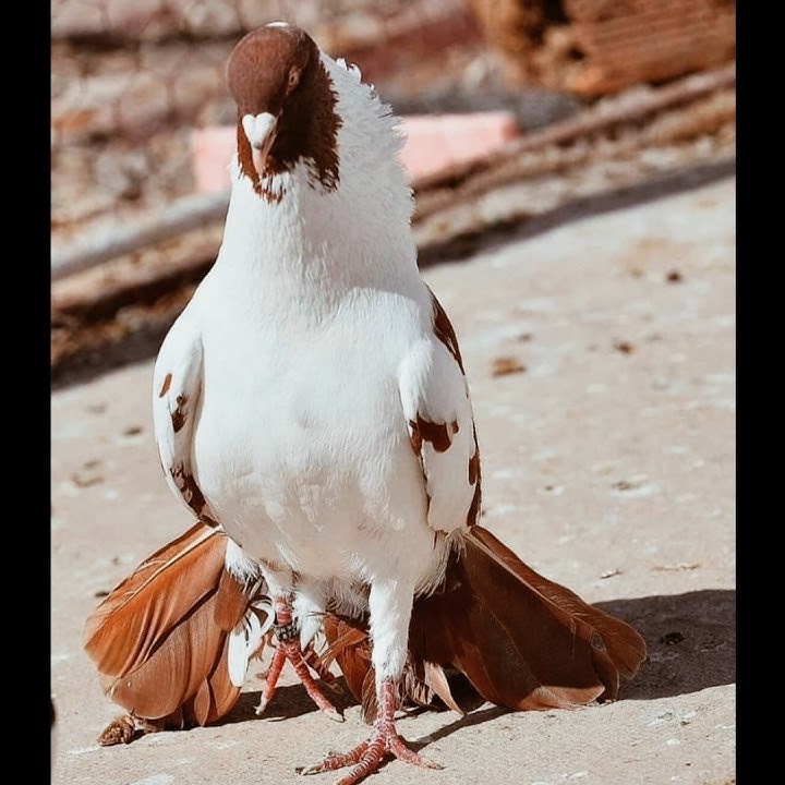 pigeon ❤️‍🔥attitude status ❤️‍🔥#shorts #tiktok #viral #trending #shortvideo