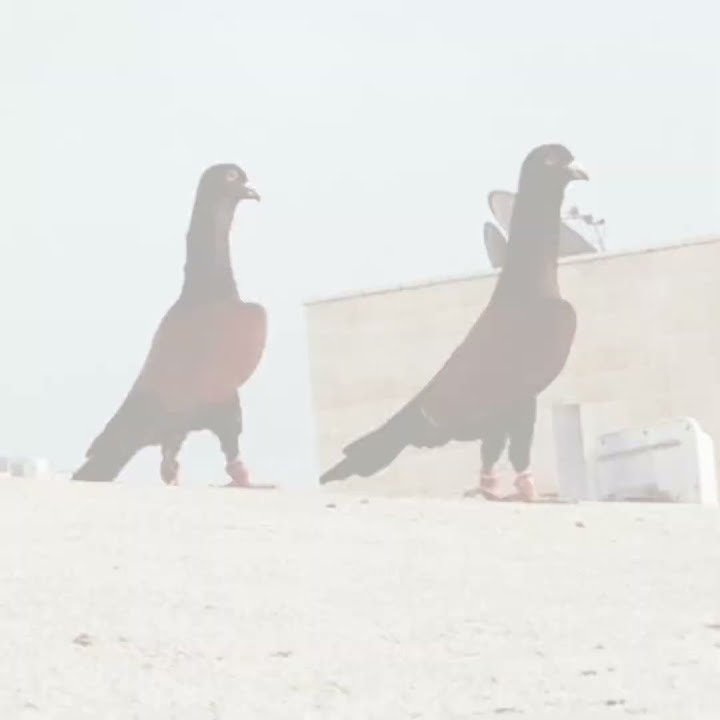 pigeon ❤️‍🔥attitude status ❤️‍🔥#shorts #tiktok #viral #trending #shortvideo