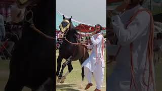 BEAUTIFUL HORSE DANCE / #imrankhan #horse #bollywoodnews #pakistannews  #pothwarifunnyclips