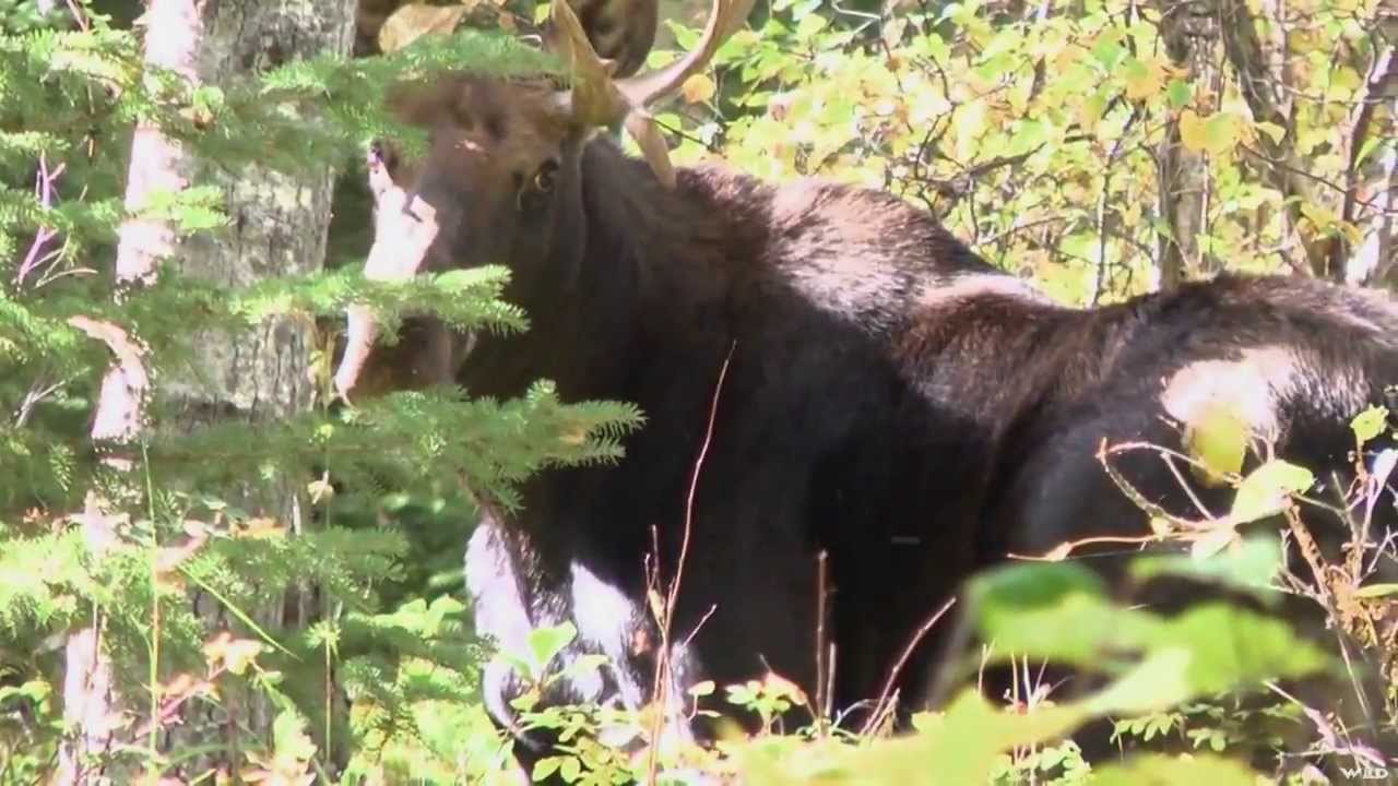 Moose Hunting YouTube