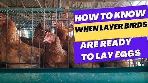 How To Know When Your Layer Birds Are Ready To Start Laying Eggs