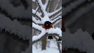 Beautiful Red Bird In Snow Stunning Winter Scene