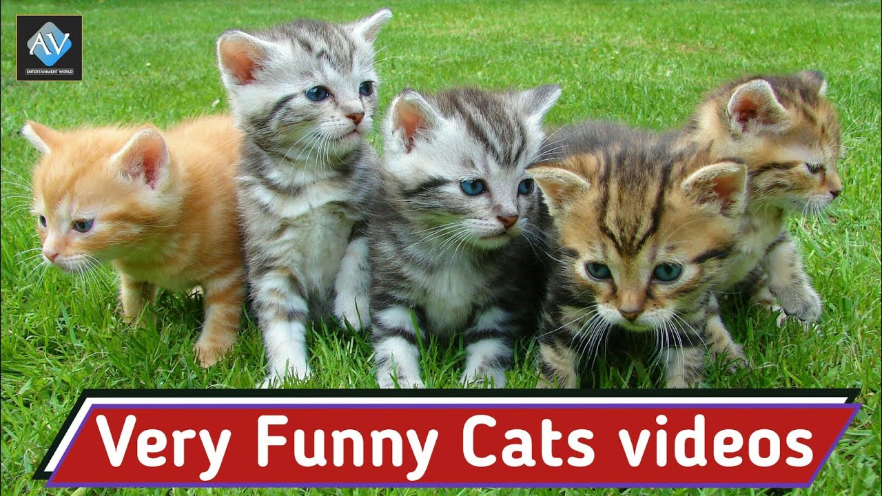 funny cats videos for kids | funny cat videos | cutest & funny videos ...