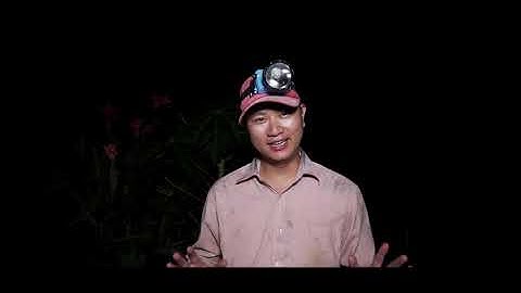 4K || SĂN BA KHÍA GIỮA RỪNG NGẬP MẶN || Ngọc Hiển, Cà Mau