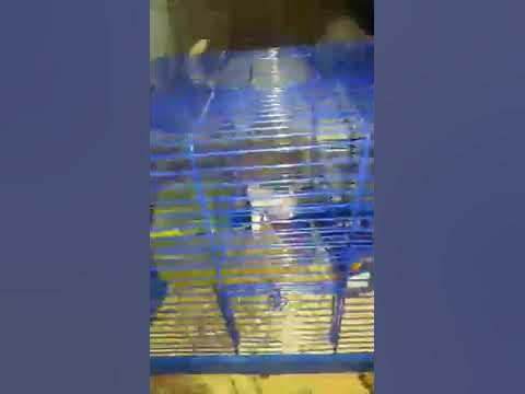 Хамики - YouTube