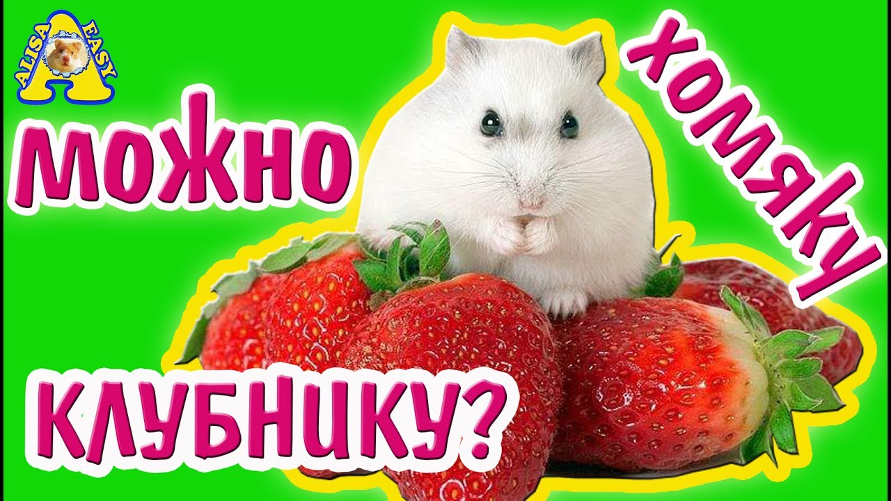 Можно хомякам клубнику