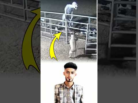 الكلب لا ينبح عبث ا فقد رأى شبح مرعب فتصد ى له بشجاعة ونباحه القوي يحمي من الخطر اكسبلور Shorts 