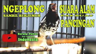 🔴 ANIS KEMBANG STRES BAKAL BUNYI STELAH TERAPI DENGAN VIDEO INI