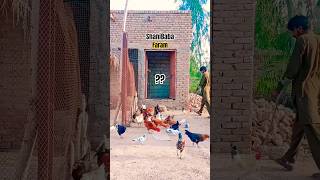 Super Desi Aseel Mix