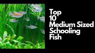 Top 10 Medium Schooling Fish