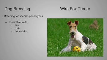 Artificial Selection Video