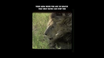 Thumbnail of Aura 🔥🍿 #edit #history #lion #viral #scarface #shorts #instagram #shorts