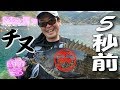 【年無し連発!】マジでチヌ釣る5秒前♪【シロモッチ放心】