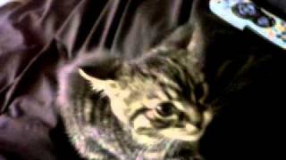 Wemmy The Attack Cat