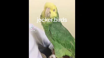 ببغاء امازون دبل يلو هيد يقول أفضل الصلاة والسلام عليك ياحبيب الله محمد 