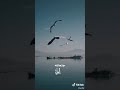 كم احسد الطير كم احسد الطير