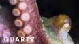 The Fascinating World of Cephalopods: Masters of Disguise and Intelligence ile ilgili video