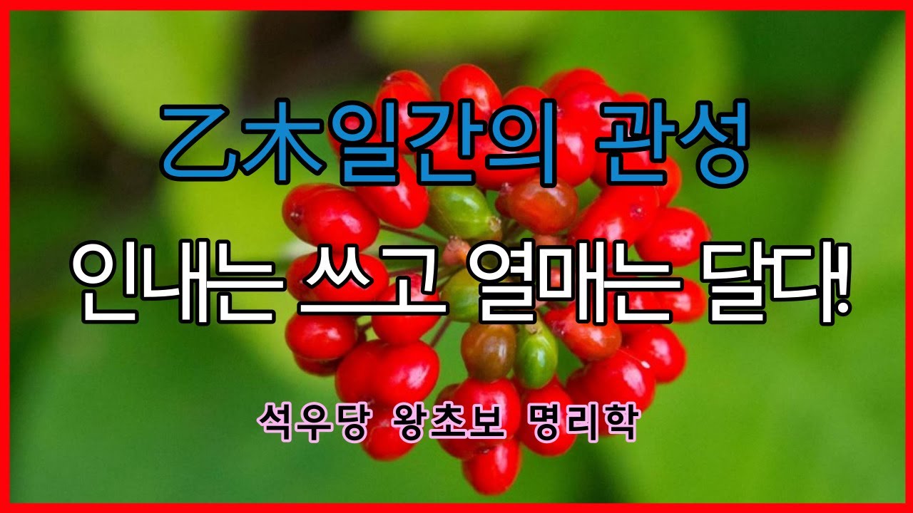 乙木일간의 관성 인내는 쓰고 열매는 달다!(석우당 왕초보 명리학)