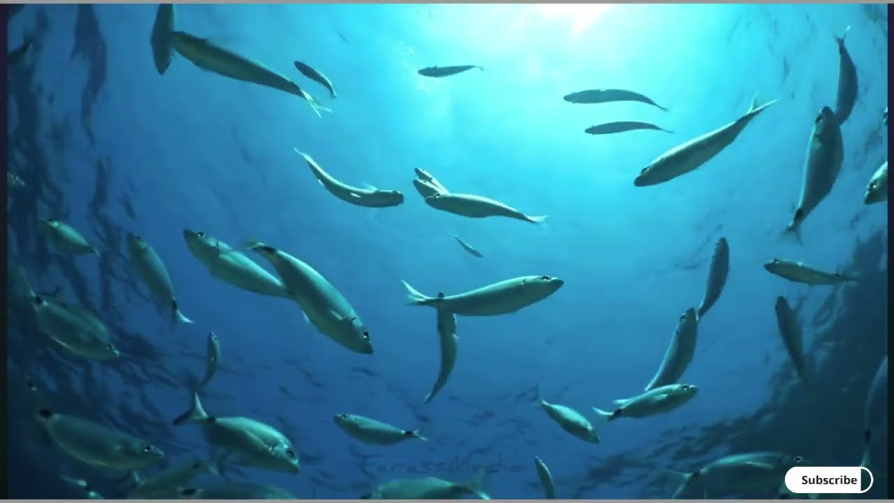 EYL PUNTLAND SOMALIA 2025 #Eyl #puntland  #somalia #somali #foryou