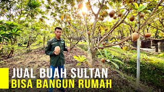 Jual Sawo Raksasa Petani Muda Ini Bisa Bangun Rumah, Harga Bibit Dan Buah Jutaan