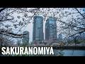 毛馬桜之宮公園の桜 2026 Rainy Osaka Walk - Cherry Blossoms at Sakuranomiya 4K HDR Contax 28-70mm F3.5-4.5