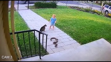 Brave Cat Saves Kid from Snake Attack 🐍😱 Real CCTV Footage You Must See!