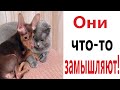 Лютые приколы. ОНИ ЧТО-ТО ЗАМЫШЛЯЮТ!!! САМОЕ смешное видео! РЖАКА до слёз! - Domi Show!