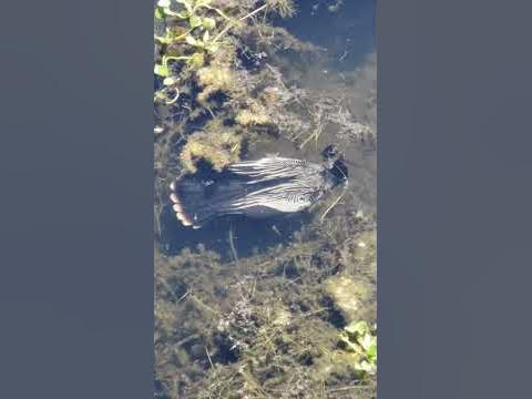 Beautiful Bird Swims Underwater to Fish #shorts - YouTube